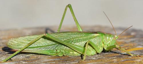 Réf. 295 748 : Tettigonia viridissima